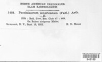 Aculeastrum americanum image